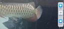 籃溪水族魚糧喂食養(yǎng)魚觀賞魚食水族冷凍魚飼料龍魚虎魟去頭尾蝦段 買2斤蝦仁送1斤小泥鰍【加速發(fā)色成長*】 曬單實拍圖