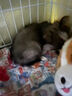 犬瘟檢測試紙狗狗犬瘟熱細小犬冠狀病毒檢測紙貓狗狂犬病毒檢測卡 犬瘟+細小+犬冠檢測套餐 曬單實(shí)拍圖