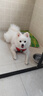艾爾狗糧 蛋黃  多維狗糧成犬專(zhuān)用糧全犬種通用犬糧 10KG 曬單實(shí)拍圖