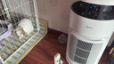 美的（Midea）小山竹寵物空氣凈化器吸貓毛搭子除甲醛異味過(guò)敏原 衛健委備案 空氣凈化機PET600【家電國家補貼】 曬單實(shí)拍圖