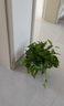 雙盟綠蘿盆栽除甲醛花卉綠植辦公室新房凈化空氣180加侖4盆裝源頭直發(fā) 曬單實拍圖