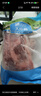 大莊園 進口草飼原切牛腱子凈重2斤 生鮮牛肉 醬鹵燉煮食材【真原切】 曬單實拍圖