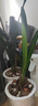 特級濃香型企黑蘭花國蘭客廳四季好養(yǎng)盆栽綠植物國花高端送禮物 高度40cm冠幅15cm特級精品蘭花 1苗裸根發(fā)貨 曬單實拍圖