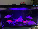 米家小米米家智能魚(yú)缸濾芯 多層復合過(guò)濾 物理+生化過(guò)濾 曬單實(shí)拍圖