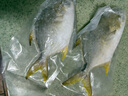 翔泰海南深海金鯧魚700g 2條 燒烤 火鍋 生鮮魚類 BAP認(rèn)證 海鮮水產(chǎn) 曬單實(shí)拍圖