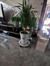 龍血樹(shù)客廳綠植多頭龍須樹(shù)龍鐵樹(shù)客廳綠植室內大型龍血樹(shù)植物盆栽 龍血樹(shù)-單桿多頭80-90cm[菱形樹(shù)脂盆] 曬單實(shí)拍圖