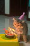 曇蓓漫寵物生日帽子圍兜可愛拍照裝飾口水巾字母圍巾狗狗小貓生日裝扮 【歡樂寵物生日套裝】 內(nèi)含：粉色圍兜+帽子 卡通蠟燭*5+愛心雨絲插牌*3 曬單實拍圖