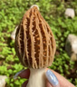 羊肚菌種蘑菇金針菇種植包陽臺(tái)室內(nèi)家庭懶人自種四季高產(chǎn)可食用菌 羊肚菌種300ml1瓶 曬單實(shí)拍圖