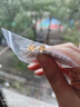 周六福黃金耳釘女足金999花卉耳飾耳針節日禮物 計價(jià) 2.23g 曬單實(shí)拍圖