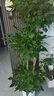 植男植女幸福樹造型綠寶盆栽真綠植客廳室內(nèi)大型綠植辦公喬遷新居源頭直發(fā) 曬單實(shí)拍圖