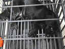 北鼻狗【升級全管加強 】狗籠中型犬大型犬狗籠子寵物狗狗籠子金毛用品 升級四面全管底部加強 黑色 94*64*85CM 建議70斤內 曬單實(shí)拍圖
