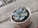 綠蔭巷子多肉植物組合套餐肉肉室內(nèi)植物辦公室電腦桌面盆栽好養(yǎng)活小盆栽 【藍(lán)石蓮】精養(yǎng)大顆 含瓷盆+托 曬單實拍圖