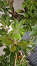 大型盆栽各種植物發(fā)財樹金錢樹綠蘿慶典喬遷盆景綠植辦公室內客廳 造型鴨腳木1.2-1.4米【聚寶盆】 含盆 曬單實拍圖
