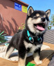 時(shí)染柴犬 柴犬幼犬純種狗寵物狗 純種柴犬 幼寵物活體活物 血統級 母 曬單實(shí)拍圖