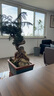 香水檸檬樹苗盆栽可結(jié)果樹苗大型綠植室內(nèi)客廳四季好養(yǎng)植物 檸檬樹1-1.2米+原盆 曬單實(shí)拍圖