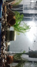 森森魚(yú)缸增氧泵水族箱氧氣泵LQE-200家用小型充氧泵4W雙孔+全套配件 曬單實(shí)拍圖