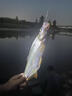 釣龍王（DiaoLongWang）釣魚線組斑點(diǎn)線組主線組競(jìng)技臺(tái)釣綁好成品手工魚線子線夾八字環(huán)款 5.4米八字環(huán)斑點(diǎn)線組4組 主線2.0號(hào) 曬單實(shí)拍圖