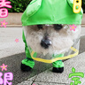 可牽引小狗狗四腳雨衣防水全包連腳小型犬比熊泰迪寵物雨天衣服 升級藍(lán)色云朵【包腳包尾可牽引】 L （建議體重9-12斤） 曬單實(shí)拍圖