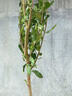 無(wú)籽石榴樹(shù)苗盆栽種植地栽南北方可種當年結果陽(yáng)臺庭院室內外石榴 突尼斯石榴樹(shù)苗現挖現發(fā)耐寒耐熱 八年苗1米高左右根莖3厘米粗 曬單實(shí)拍圖