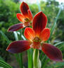 價(jià) 蘭花苗春蘭 豆瓣蘭 紅河紅  自然蘭花苗室 1苗價(jià)格 不含盆 曬單實(shí)拍圖