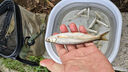 勝丸新半月魚(yú)鉤散裝溪流小物釣鳑鲏鉤有倒刺白條馬口石斑專(zhuān)用魚(yú)鉤新半月子線(xiàn)鉤（0.3號鉤）1包 6付 曬單實(shí)拍圖