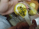 欽蜜9號黃金百香果【多地次日達】禮物新鮮摘現(xiàn)水果香甜美味包郵 SSS特大果王 整箱5斤 單果80g+ 曬單實拍圖
