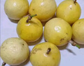 京鮮生 黃金百香果 2斤裝 約13-15粒 單果約70g 酸甜欽蜜 生鮮水果 曬單實(shí)拍圖