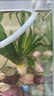 接吻魚(yú)大號親嘴魚(yú)接吻魚(yú)觀(guān)賞魚(yú)一對親親魚(yú)小型熱帶親吻魚(yú)耐活好養 精品-桃花接吻魚(yú)4-6cm【品質(zhì)保障】 12條【公母六對】 曬單實(shí)拍圖