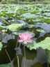 即食裙帶菜 海草絲海藻沙拉開(kāi)胃涼菜海白菜 酸甜裙帶菜 200g*5袋 曬單實(shí)拍圖