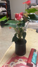 紅掌水培盆栽室內易養水生花卉白掌綠植一帆風(fēng)順客廳觀(guān)花植物粉掌 紅掌1顆（不含其他） 整體高度（28-35cm） 曬單實(shí)拍圖
