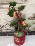 臨雅[兩小時達(dá)]中秋節(jié)送禮五層塔松盆栽青松綠植松樹喬遷開業(yè)盆景植物 桃李滿天下【精致造景老樁塔松盆景】送老師推薦 曬單實拍圖