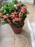 格調生活大鐵海棠虎刺梅盆栽綠植花卉室內陶瓷好養活凈化空氣 大號鐵海棠（原盆原土） 含盆 曬單實(shí)拍圖