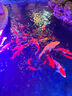 BEAUTY NOTES口紅唇線筆不沾杯不掉色啞光滋潤顯白雙頭防水不脫色01#肉桂奶茶 曬單實拍圖