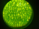 星特朗100-250倍便攜式手持顯微鏡生物科學觀察探索灰學生科普禮物 曬單實拍圖