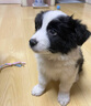 寵六福純種邊牧幼犬隕石邊境牧羊犬寵物狗狗活體小狗活物幼崽 寵物級 公 曬單實(shí)拍圖