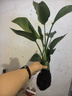 水培天堂鳥(niǎo)植物大綠植盆栽四季常青水養花卉鶴望蘭室內陽(yáng)臺辦公桌 天堂鳥(niǎo)40-45c厘米2棵【不含盆】 送營(yíng)養液 曬單實(shí)拍圖