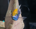 伊罕EHEIM 魚缸加熱棒自動(dòng)恒溫水族箱加溫器 防爆玻璃 加熱器 經(jīng)典款300w防爆加熱棒-長51cm 曬單實(shí)拍圖