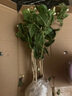 茉莉花苗盆栽帶花苞九里香老樁花卉植物室內(nèi)濃香四季開花好養(yǎng) 大份茉莉花【4-6顆】花苞飽滿 曬單實(shí)拍圖
