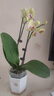 劉閣蘭花蘭花盆栽客廳辦公室花卉蝴蝶蘭三色鳥(niǎo) 1株帶花劍配瓷白盆源頭直發(fā) 曬單實(shí)拍圖
