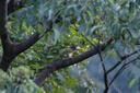 富士（FUJIFILM）XF500mm F5.6 R LM OIS WR 超望遠定焦鏡頭 5.5檔防抖 LM線(xiàn)性馬達 全天候設計 曬單實(shí)拍圖