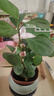 植男植女小盼菩提發(fā)財樹(shù)植物室內禪意招財樹(shù)盆景辦公室桌面綠植源頭直發(fā) 曬單實(shí)拍圖
