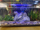 米家（MIJIA）智能生態(tài)魚(yú)缸定時(shí)喂食智能魚(yú)缸+畫(huà)法幾何增氧泵套裝 曬單實(shí)拍圖