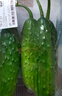【水果菜】東北旱黃瓜約550g 曬單實(shí)拍圖