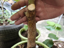 國(guó)光多菌靈殺菌劑花卉苗木水果蔬菜園藝葉斑病赤霉病通用殺菌500g 曬單實(shí)拍圖