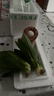 勝畫(huà)魚(yú)缸水草植物直接入缸真水草凈化竹節草蜈蚣草懶人養魚(yú)水草造景 迷你小九冠【免底砂/免種植】 曬單實(shí)拍圖