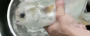 鮮活金鯧魚(yú)400-500g/條 曬單實(shí)拍圖
