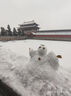中糧香雪（COFCOXIANGXUE）可可摩卡風(fēng)味冰慕斯蛋糕 休閑聚會(huì)下午茶糕點(diǎn)生日蛋糕105g*9 曬單實(shí)拍圖