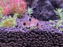 AMTRA TECHNIK德國安彩壁掛過(guò)濾器ex650魚(yú)缸過(guò)濾器烏龜低水位凈水靜音 EX650 除油膜版【內含濾材】濾材套餐 曬單實(shí)拍圖