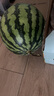 【產(chǎn)地直采】麒麟奶油西瓜1粒4kg 曬單實拍圖