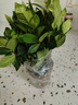 梔子花盆栽花卉植物室內(nèi)綠蘿籮陽臺水培綠植茉莉花四季好養(yǎng)九里香 精品160#大梔子花（蓮花瓷盆） 曬單實拍圖
